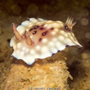 Goniobranchus
Hon Mun Marinepark
Nha Trang, Vietnam by Antonio Venturelli 
